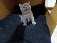 Sevimli british shorthair bebekler