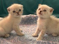 2 Aylık Oyuncu Scottish Fold Yavrular