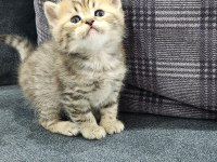 Scottish Straight Ve Fold Yavrular