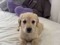 Irk Garantili Golden Retriever Yavru - Tüm Eşyalarıyla Teslim