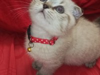 Kırık kulak 2 aylık yavru kedimiz yer gebze