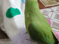 Pakistan papağanımız