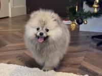 Dişi Ayı Surat Gülen Yüz Pomeranian