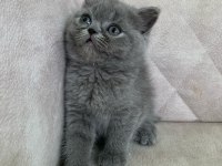 Ayı Surat Top Kafa Dişi British Shorthair Bebiş