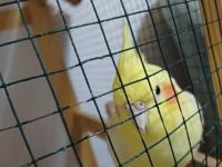 Konuşan Hareketli Fındık Sultan Papağanımıza Yuva