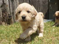 Golden retriever yavrular - ücretsiz değildir