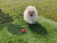 5 aylık sevimli pomeranian yavrumuz