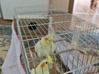 Lutino sarı renk eşiyle 2 sultan papağanı