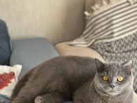 1 yaşında eğitimli british shorthair