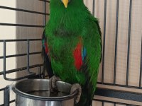 5 yaşında eclectus