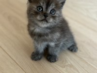 British Shorthair Yavrularımız