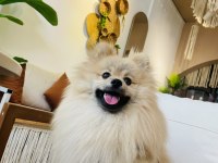 Enerjik Pofuduk Pomeranian Whatsapptan Yazınız