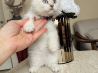 Scottish Fold Silver Point