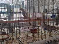 Yeme Düşmüş Yavru Sultan Papağanlar