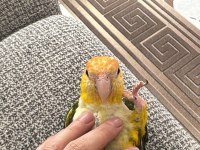 Bir Yaşında Kendini Çok Sevdiren Caique Kızımız Yeni Aile Arıyor