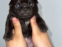 30 Günlük Siyah Pug Yavruları Rezerve Açık