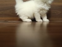 Scottish Fold Ve Scottish Straight Yavrularım