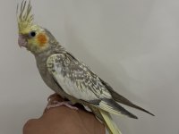 Sultan papağanı sahiplendirilecek kuşumuz