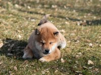 Minyatür Shiba İnu Orange Yavru