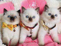 Nadir bulunan maviş chocolatte point british shorthair
