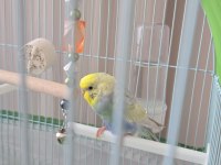 Acil 2 Yavru Muhabbet Kuşu Acil Satılık