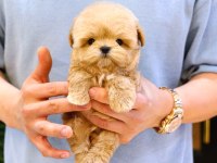 Maltipoo Köpeklerim