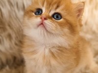 Organik British Portakallar