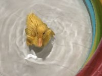 Ücretsiz ördek civcivi