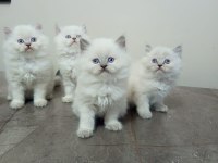 Pamuk british longhair yavrularımız