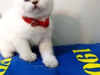 British Shorthair Yavrularımıza Yeni Yuvalarını Arıyoruz