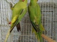 Kapalı Bilezik Pakistan Papağanı