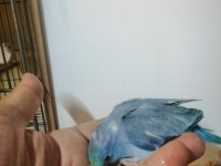 Asforpus Mutasyon Forpus Papağanı