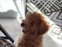 Toy Poodle 2,5 - 3 Aylık