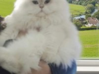 4.5 Aylık Şecereli Safkan Dişi Yavru British Longhair