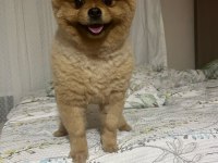 Pomeranian Boo Köpeğimize Dişi Arıyoruz
