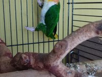 Yeşil bacak mutasyon caique