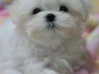 Arkadaş canlısı maltese yavrularımız