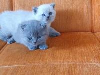 Süper Kalite British Shorthair Yavrular