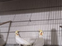 Grey Ve Lutino Erkek Sultan Papağanlar