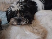 Yavru Shih Tzu