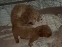 Teacup Küçük Boy Poodle Bebeklerim