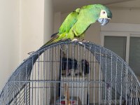 Cüce Macaw (Elcik) 1 Yaşında