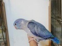 Asforpus mutasyon forpus papağanı