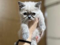 British shorthair yavrularımız yeni yuvalarını arıyor