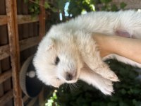 Kar Topu Samoyed Köpekler