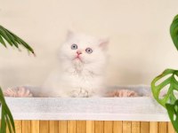 Erkek British Longhair Oyun Hamuru