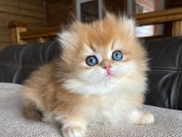 Golden yeleli british longhair yavrumuz