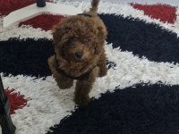 Ev Ortamında Orjinal Toy Poodle