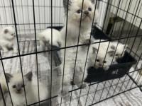 British Bluepoint Yavrularımız Yeni Yuvalarını Arıyor