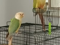 Takım Bilezikli Konur Papağanı